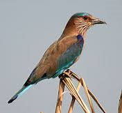 Bird Watching Muscat